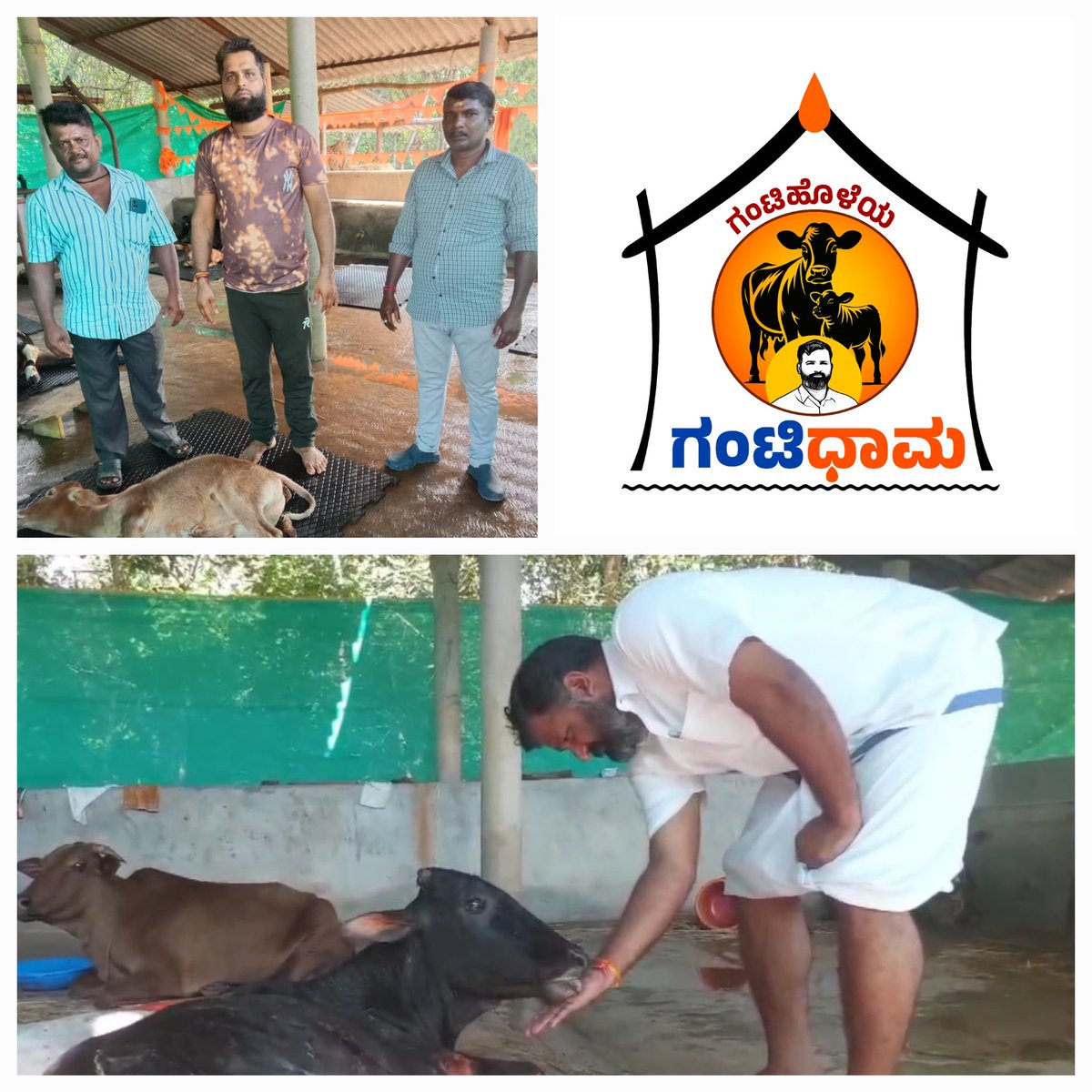 <a href="/manju_devadiga/">Mookambika Road Byndoor(Bindupura) railway user</a> <a href="/KonkanRailway/">Konkan Railway</a> <a href="/gantihole/">Gururaj Gantihole</a> Thank you for the information.
  Now this cow is being treated by "Gantidama" team under the supervision of Byndoor MLA.
This team always ready to serve.
Thank you for this great work <a href="/gantiholeg/">Gantihole</a> <a href="/gantihole/">Gururaj Gantihole</a>  <a href="/BJP4Karnataka/">BJP Karnataka</a> <a href="/BJP4India/">BJP</a> <a href="/BJP4Udupi/">BJP Udupi District</a> <a href="/blsanthosh/">B L Santhosh</a> <a href="/blsanthosh/">B L Santhosh</a>