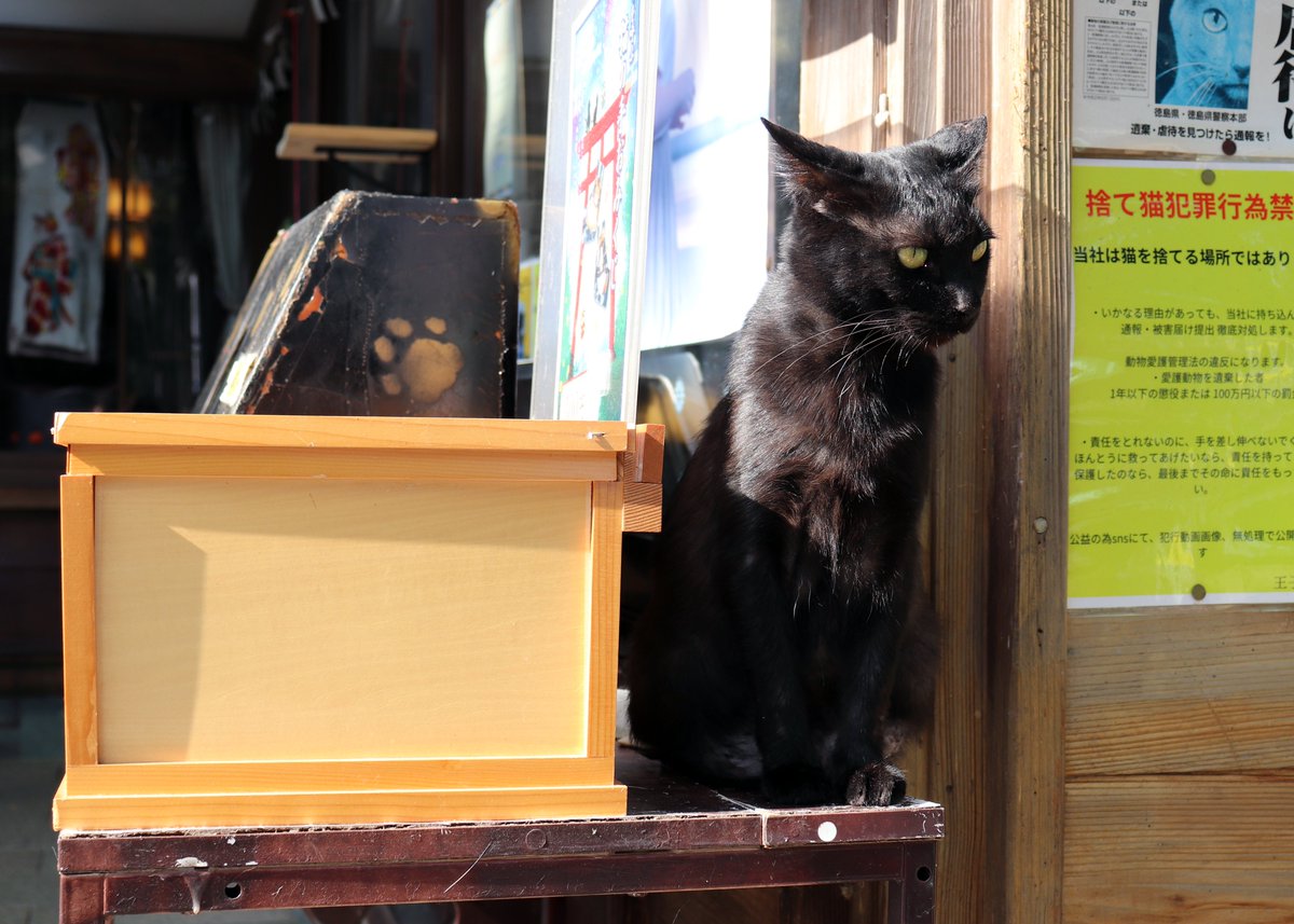 展示室に猫！？ いえいえ、エミール・ガレによる陶器製の〈猫型置物