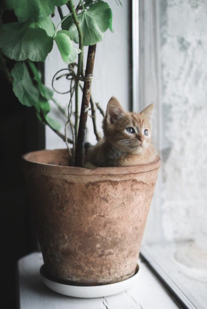 azzurro202's tweet photo. Don’t get used to adapting
#goodmorning #life #toaccept #little #cat https://t.co/tOEe1XdSiY