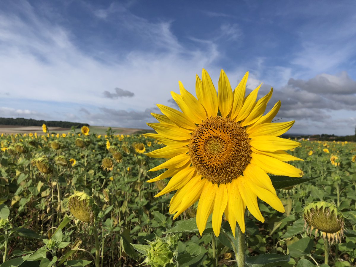 Le bilan de campagne🌻2024 est disponible pour la zone Nord&amp;Est. Elle a été marquée par une météo extrêmement capricieuse affectant les surfaces et les rendements. Retrouvez le bilan ici : terresinovia.fr/-/bilan-de-cam…