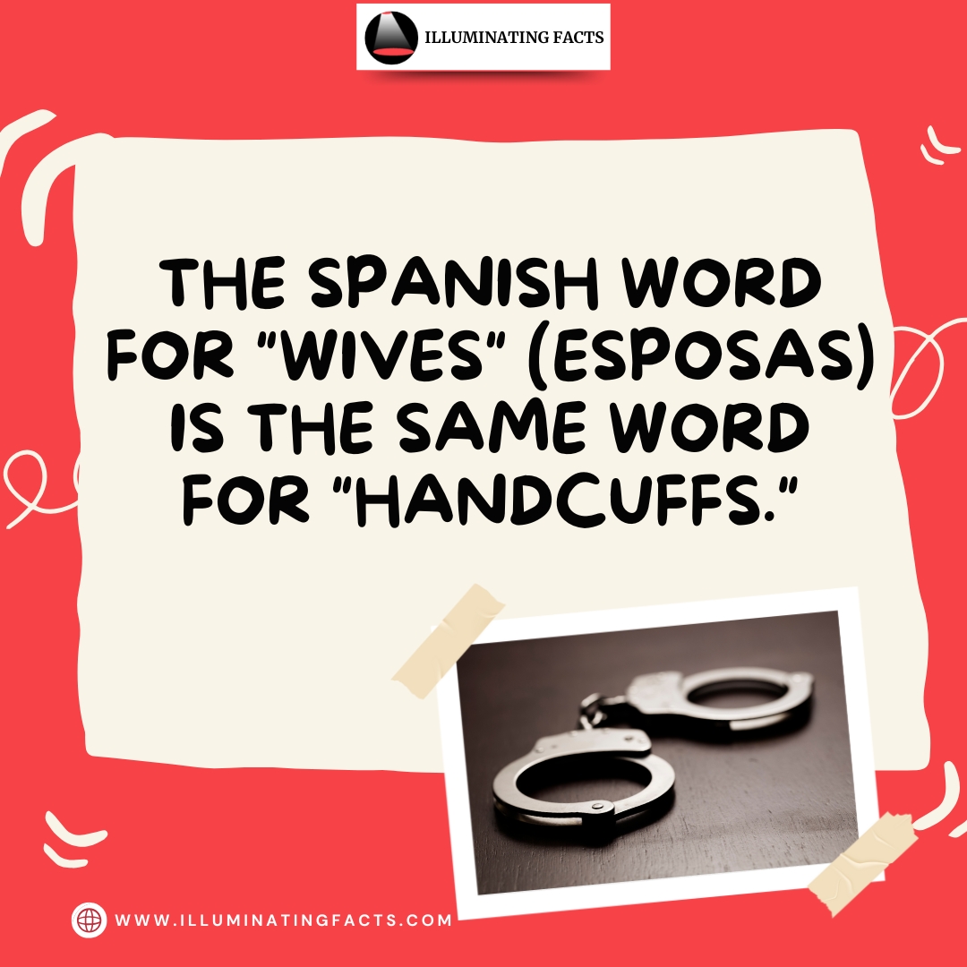 itsmrpopculture's tweet image. Fun fact! In Spanish, ‘esposas’ means both ‘wives’ and ‘handcuffs.’ Make of that what you will. 😂💍🔗 #LanguageFun #SpanishFacts #Wordplay #BilingualHumor #DidYouKnow