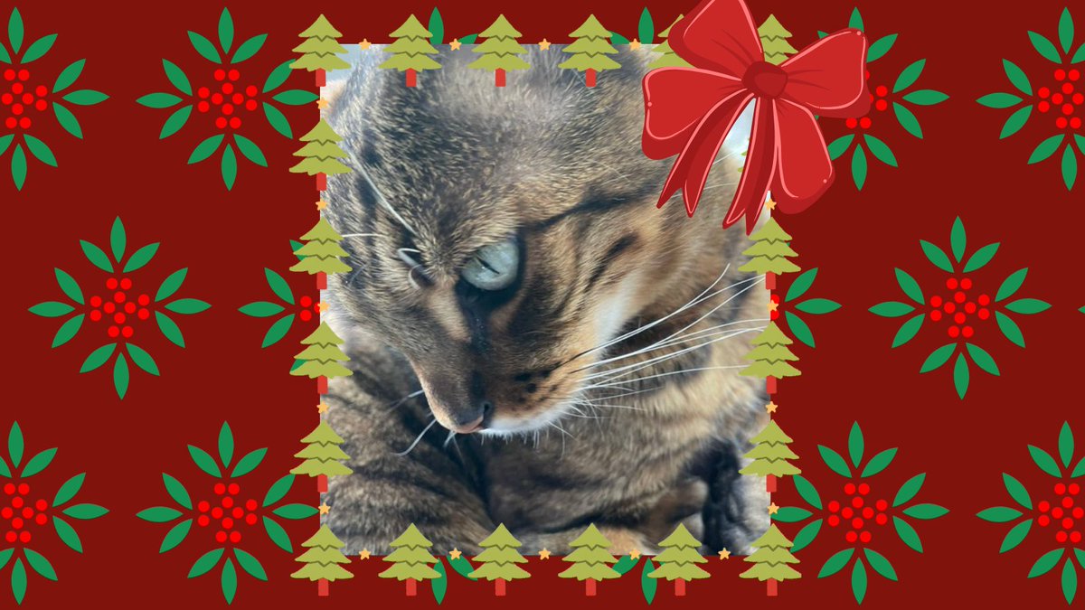 catsinoxford's tweet photo. The lovely 5 year old Rocco is behind Day 8's #CherwellCatvent door, his human is @annie_warman
Come back tomorrow to see who's behind the door for Day 9!
#CatsOfTwitter #CatsOfX #Catvent https://t.co/WSbF5BWq07