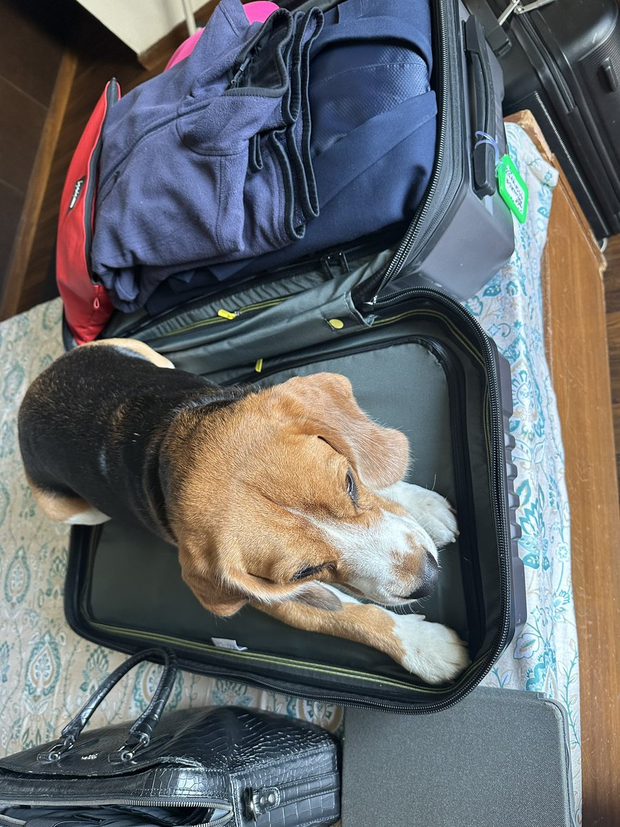 amardeep4singh's tweet photo. While about to make exit from home ! Willi not allowing me to zip the suitcase ! So much love these kids give us. Heavens with these babies ! Become our kids absolutely.
#williethebeagle #adswillie #beaglelove #travels #suitacses #williethemoods! #beagleaddict #beagle https://t.co/27LuXiO3XK