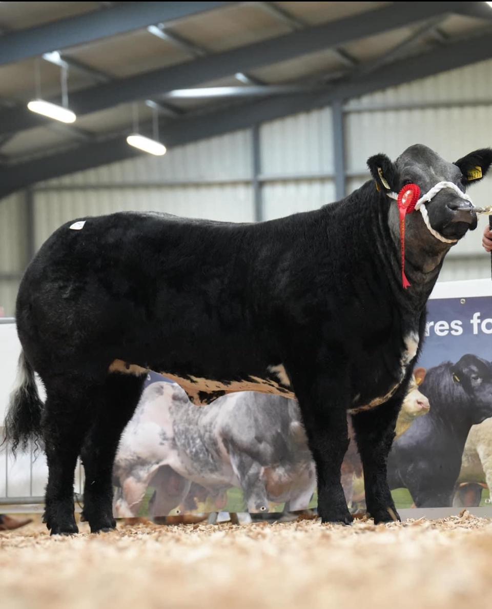 Congratulations to Padraig Whelan, his superb Du Grand Bon Dieu (BB2247) sired heifer won first prize in the best butchers heifer class at Carrick Pedigree Shows &amp; Sales Winter Fair last week 👏

Fed on Connolly’s RED MILLS 17% No.3 Bull/Calf Creep Feed 👍🐮

#REDMILLSAgri