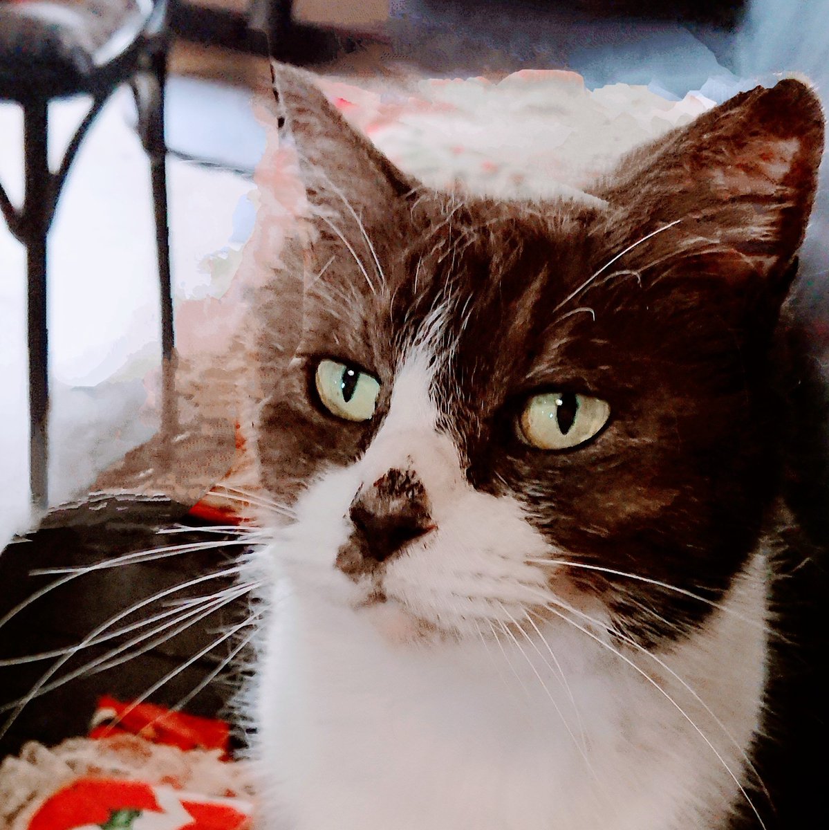 #新しいプロフィール画像