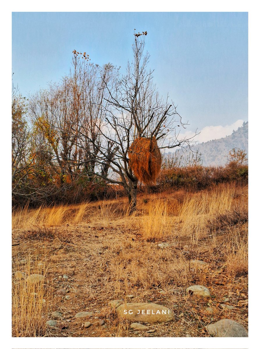 SgJeelani's tweet photo. Happy Tuesday โค๏ธ
Loving Autumn ๐ ๐ the traditional on side the countryside. Often the peasants to keep the grass on the tree's. You may 've a look here....
#November26th
#wildlife
#NaturePhotography https://t.co/AUH69DIdqB
