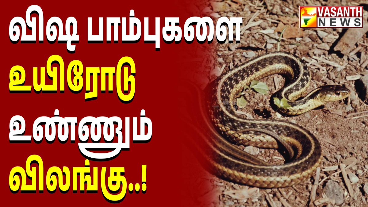 VasanthNews's tweet image. விஷ பாம்புகளை உயிரோடு உண்ணும் விலங்கு - கண்ட contents | Vasanth News

▶️ youtu.be/uzbwhXmknew

#kandacontent #snake #weird #weirdfacts #animals #weirdstories #newsstories