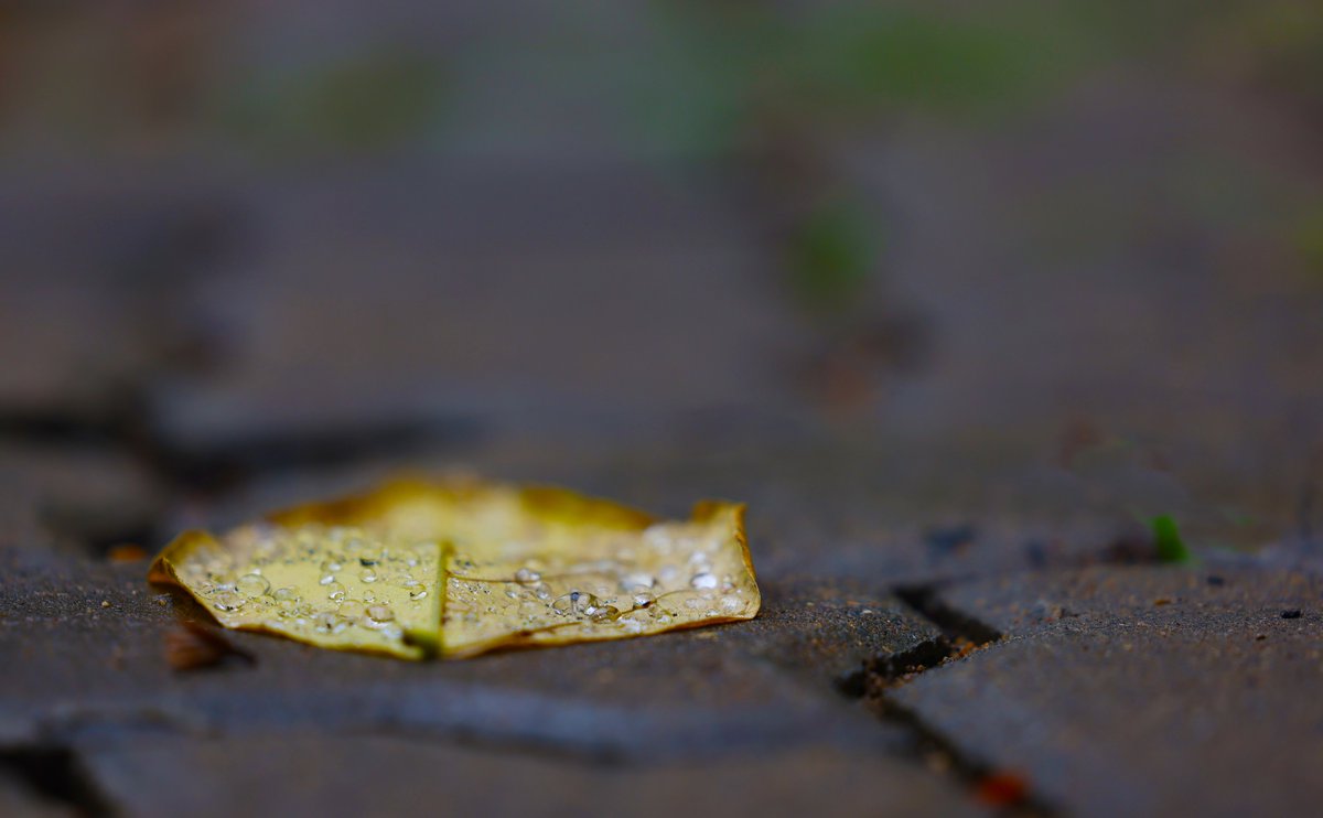 VIT_univ's tweet photo. VIT's allure comes alive - students' smiles radiate joy, leaves shimmer with raindrops, and a tranquil calm envelops the campus as FAT exams are currently underway! 

PC: Bala, PR Office

#VIT #CampusLife #LifeAtVIT #VITCampus #NaturesBeauty #Photography #NaturePhotography #Rains https://t.co/XTWhkPyqdJ