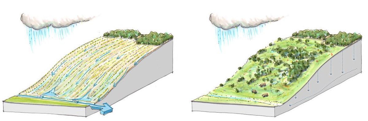 2⃣#MedidasBasadasEnLaNaturaleza en el medio rural:
Conseguir "territorios esponjas":
👉Recuperar zonas con vegetación autóctona (lindes, riberas, baldíos…) que retengan el agua superficial y favorezcan la infiltración.