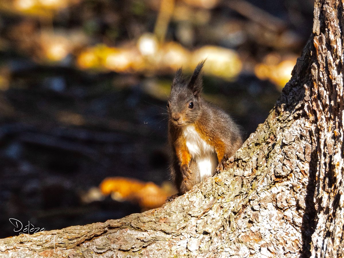 Magnifique rencontre, Crans-Montana 🐿️💕🇨🇭

#suisse #switzerland <a href="/valaiswallis/">Valais/Wallis</a> <a href="/MySwitzerland_e/">Switzerland</a> <a href="/cransmontana/">Crans-Montana</a>