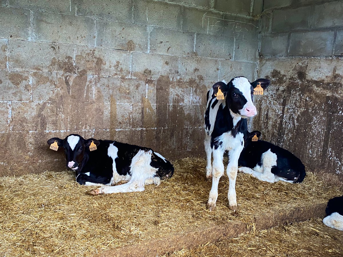 afca_es's tweet photo. Ganadería Exgacal en #Orejo #MarinadeCudeyo #Cantabria
Pronto en la revista de diciembre de AFCA 
https://t.co/gfsNeHo2E5
#vacas #leche #ganadería https://t.co/W5SBooXaLZ