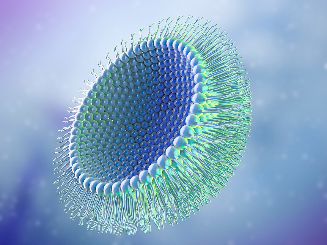 Cnr_Nano's tweet photo. 🚀 REMEDY Project: CNR researchers are developing stabilized reverse micelles - tiny "shuttles" to safely deliver drugs to the brain, bypassing biological barriers. 💊🧠 A groundbreaking step for treating hard-to-cure diseases like #Krabbe's.
@Cnrsocial_
https://t.co/lXK1BfSgaU https://t.co/biGPk0pPN7