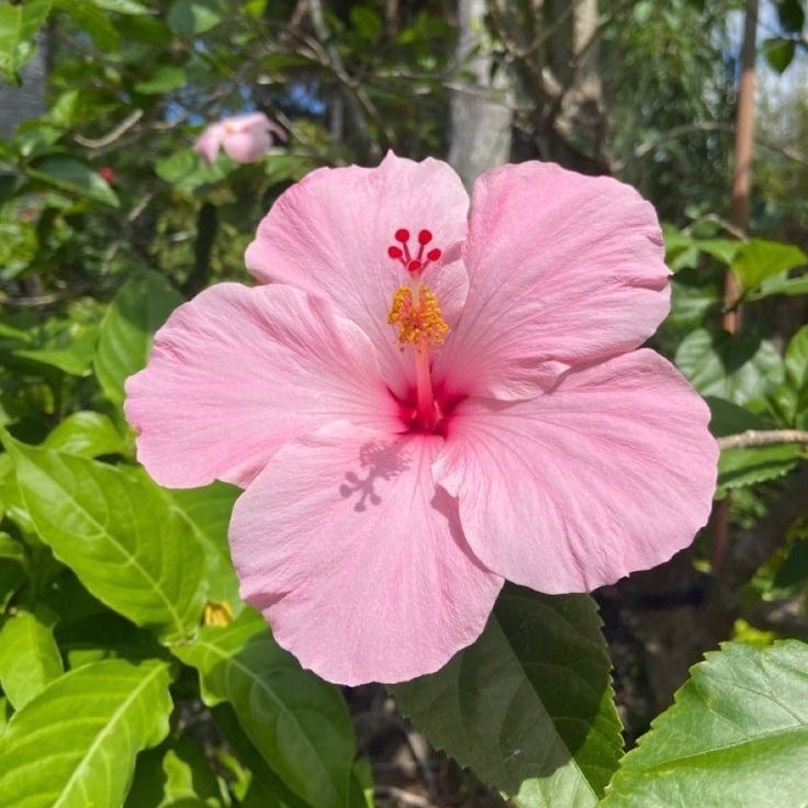 prtygal777's tweet photo. Hibiscus https://t.co/2tRhFPPw4x