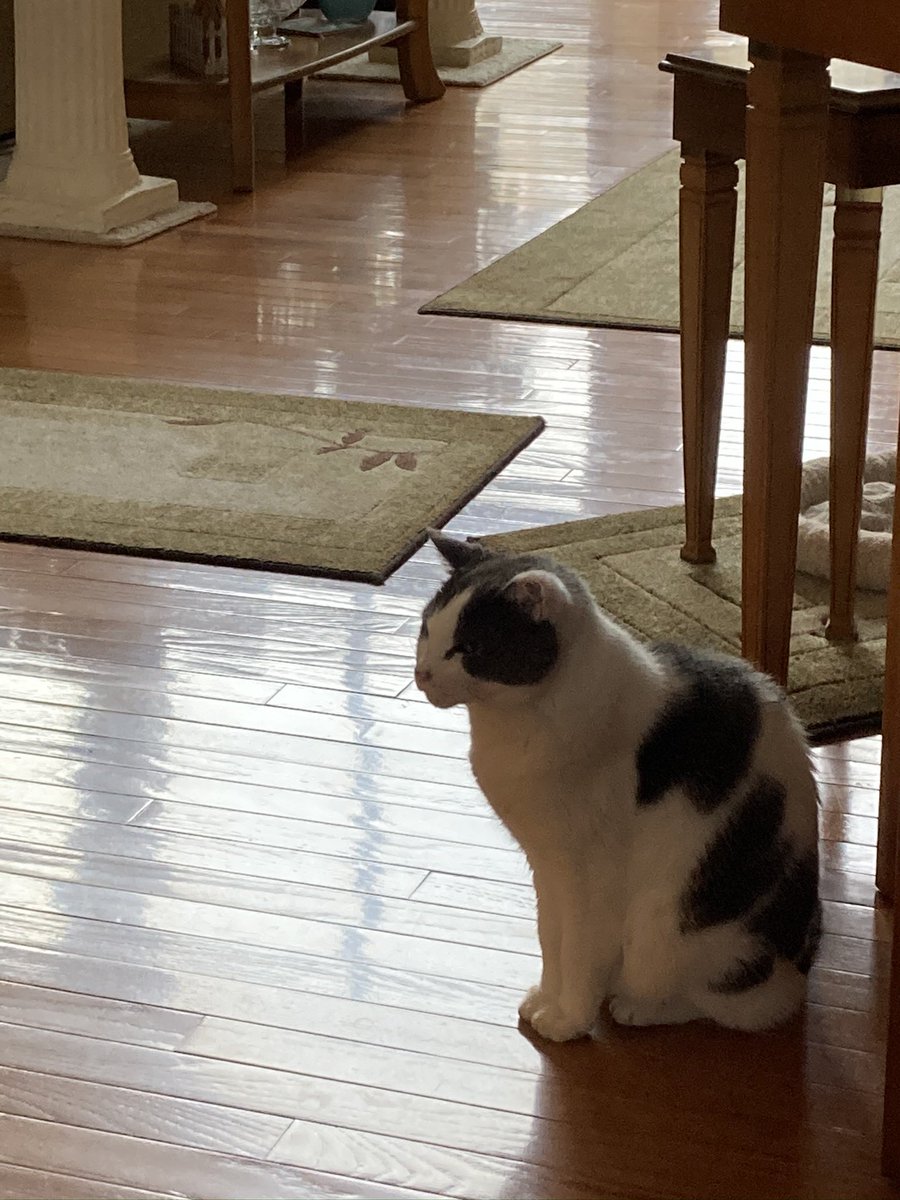 Mello Fellow tweet media