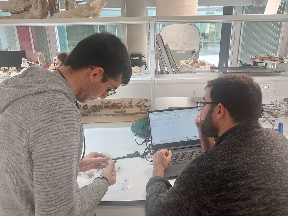 Hoxe recibimos a visita de Guillermo Rodríguez-Gómez (UCM) y Marco Arones (USAL) que están a tomar medidas da fauna de Cova Eirós para a aplicación de modelos paleoecolóxicos na transición Pal medio e do superior no NW peninsular.