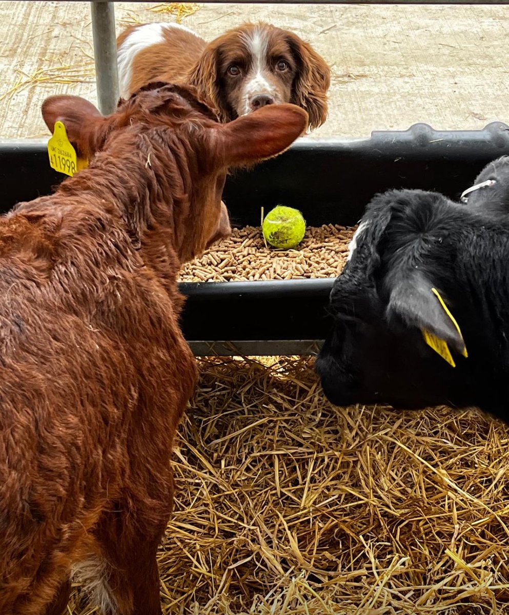 sussexfarming's tweet image. Something nicer, #spaniel hoping calf will throw the ball. #dogs #farming #pets