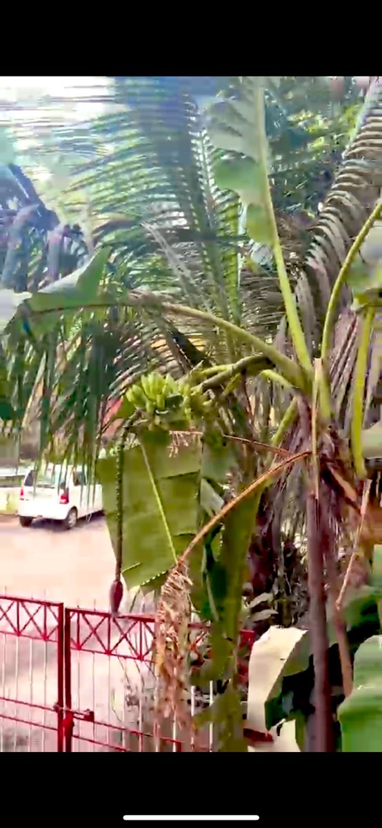 CONGRATS <a href="/aryannikam2001/">Aryan Nikam</a> on dropping a brand new banana tree. Big W. Hit him up to get the well deserved potassium that you lack in your life.