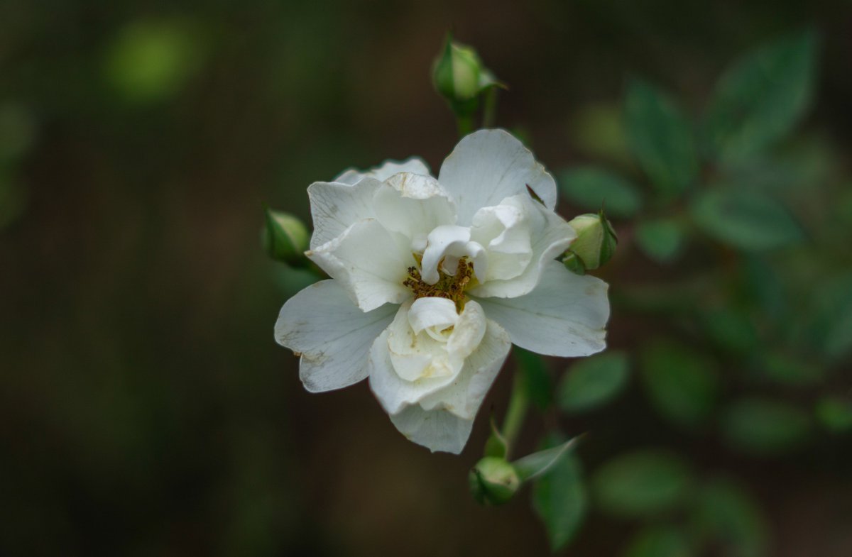 DorteHedengran's tweet photo. A solitary rose in Tivoli on a dark November day ๐น
#Denmark #SonyAlpha #NaturePhotography #photooftheday #November26th #TuesdayVibes #TuesdayMorning #Tuesday #Flowers #FlowerOfX #roses
๐ธDorte Hedengran https://t.co/MKNHZuHvYp