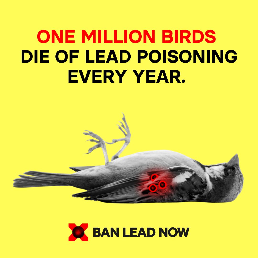 BirdLife_Malta's tweet photo. ☠️Lead harms human health, poisons wildlife, and pollutes the planet.
☢️Mountains of evidence show the toxic risks of lead ammunition in hunting, sport shooting, and fishing weights.

❌Stop this madness: #BanLeadNow

Sign the petition 👉https://t.co/W1E3iK2Z1g

@DrMiriamDalli @joetienneabela @AntonRefalo @AliciaBSaid @MaltaGov @EU_ENV @florikafink @EU_Growth @JornaKerstin @JessikaRoswall @steph_sejourne
