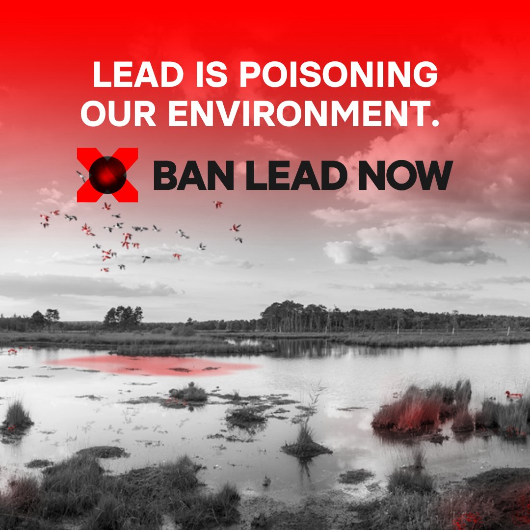 BirdLife_Malta's tweet photo. ☠️Lead harms human health, poisons wildlife, and pollutes the planet.
☢️Mountains of evidence show the toxic risks of lead ammunition in hunting, sport shooting, and fishing weights.

❌Stop this madness: #BanLeadNow

Sign the petition 👉https://t.co/W1E3iK2Z1g

@DrMiriamDalli @joetienneabela @AntonRefalo @AliciaBSaid @MaltaGov @EU_ENV @florikafink @EU_Growth @JornaKerstin @JessikaRoswall @steph_sejourne