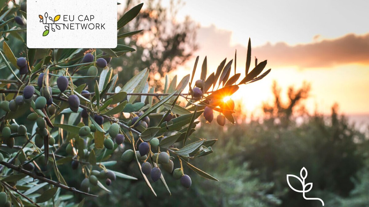 Today is World Olive Day!

The EU olive sector increasingly uses olive by-products in new #biobased value chains 🌿

💡#EIPagri #OperationalGroups &amp; <a href="/CBE_JU/">Circular Bio-based Europe Joint Undertaking</a> projects prove there is value in olive waste!

📖 Get inspiration in #Agrinnovation magazine: bit.ly/3RSaHFP