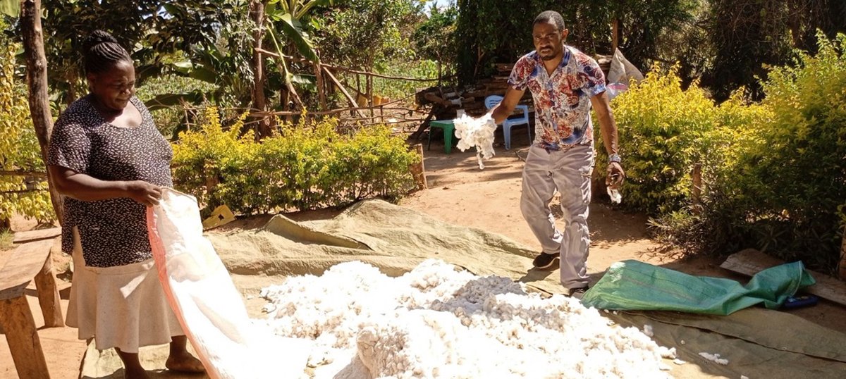 $BSE and the Kwale PAVI Cooperative Society have successfully harvested 9.6 tons of cotton and 3.8 tons of maize with follow-ups conducted in Kikoneni, Dzombo, and Majimnoni

By supporting local farmers production, $BSE continues to drive sustainable development in Kwale County