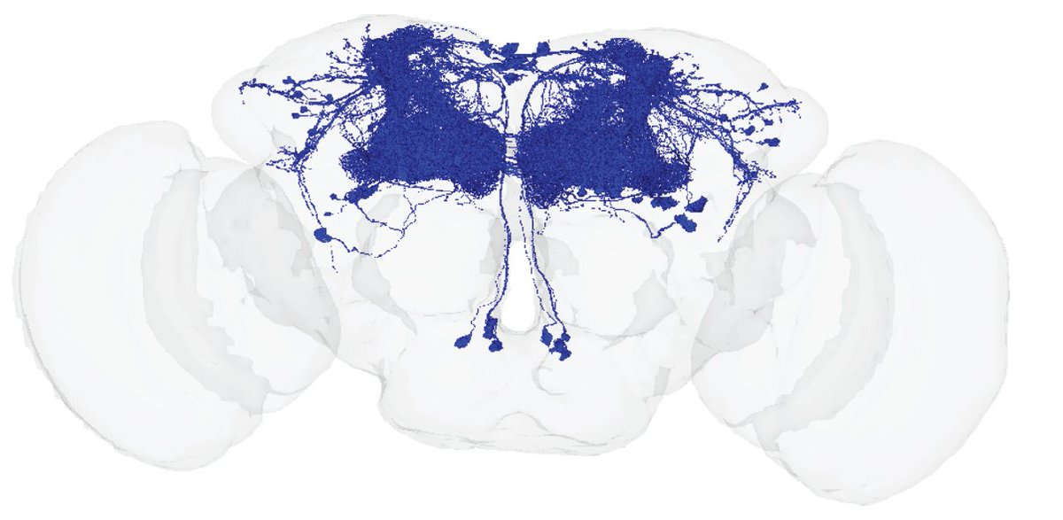 Pavan Ramdya (@ramdya) on Twitter photo Being raised alone makes flies afraid of one another!
But exposure to other flies makes them become sociable. <a href="/VLobatoRios/">Victor Lobato Rios</a> found and recorded specific learning circuits in the brain that regulate this transition. Read more in our new preprint:
biorxiv.org/content/10.110… Being raised alone makes flies afraid of one another!
But exposure to other flies makes them become sociable. <a href="/VLobatoRios/">Victor Lobato Rios</a> found and recorded specific learning circuits in the brain that regulate this transition. Read more in our new preprint:
biorxiv.org/content/10.110…