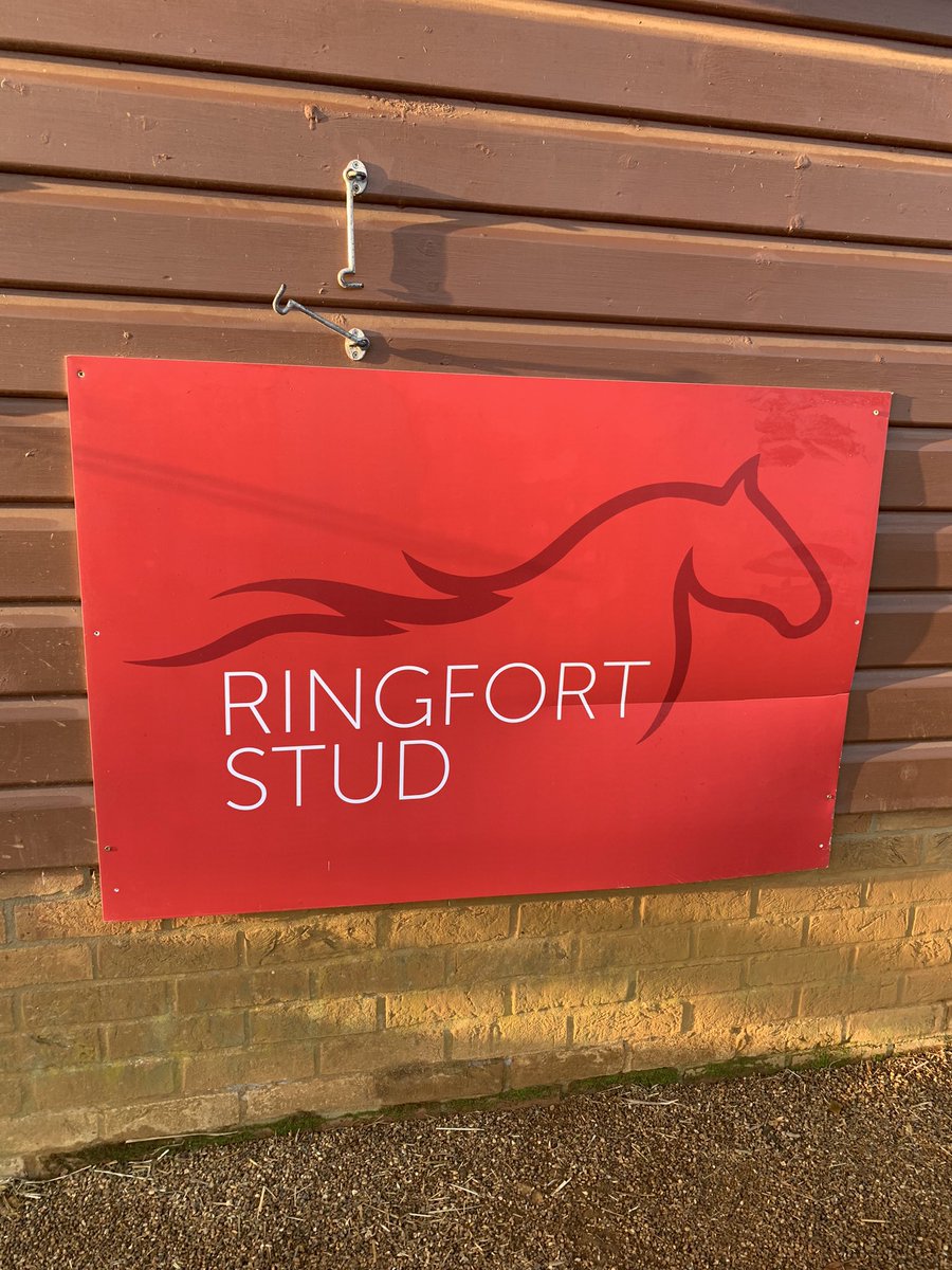 Now showing foals at Wallbox Z <a href="/Tattersalls1766/">Tattersalls</a>