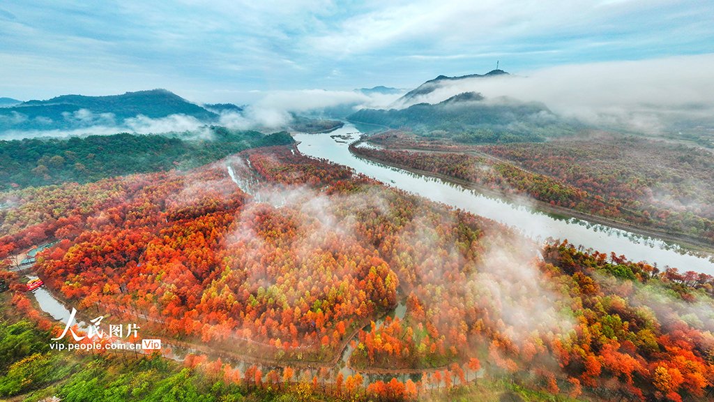 PDChinese's tweet image. 【安徽寧國：濕地紅杉林 冬景美如畫】11月25日，安徽宣城市寧國市落羽杉濕地公園雲霧繚繞，冬景壯觀。