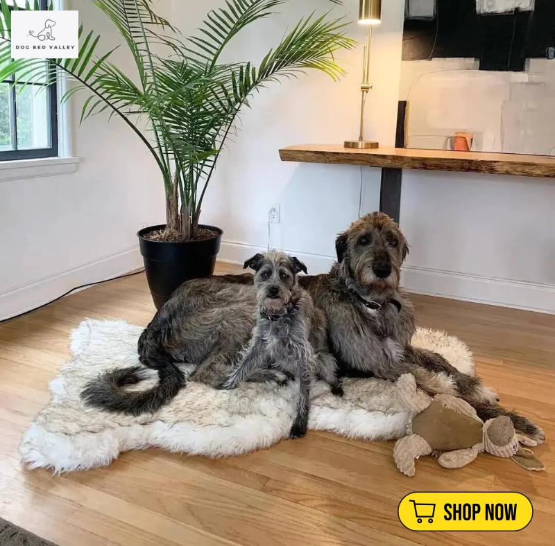 dogbedvalley's tweet photo. 🐾 Is your pet sleeping in style? Treat them to our luxurious Faux Fur Dog Bed for ultimate comfort &amp; chic design! 🐶💤

👉 Shop Now: https://t.co/AyFHqFRr3a https://t.co/BEOIxLOhdC