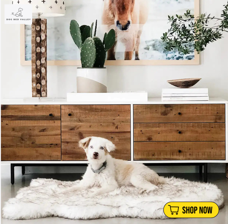 dogbedvalley's tweet photo. 🐾 Is your pet sleeping in style? Treat them to our luxurious Faux Fur Dog Bed for ultimate comfort &amp; chic design! 🐶💤

👉 Shop Now: https://t.co/AyFHqFRr3a https://t.co/BEOIxLOhdC
