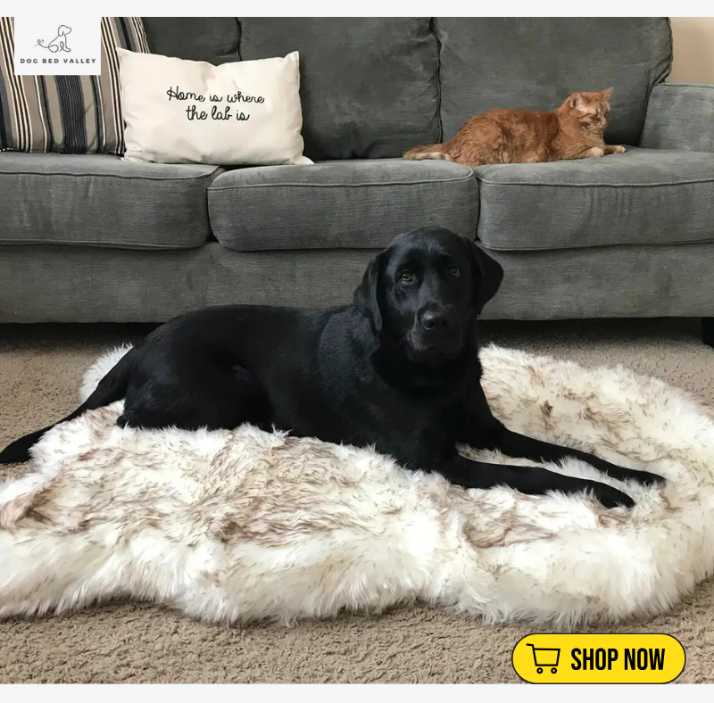 dogbedvalley's tweet photo. 🐾 Is your pet sleeping in style? Treat them to our luxurious Faux Fur Dog Bed for ultimate comfort &amp; chic design! 🐶💤

👉 Shop Now: https://t.co/AyFHqFRr3a https://t.co/BEOIxLOhdC