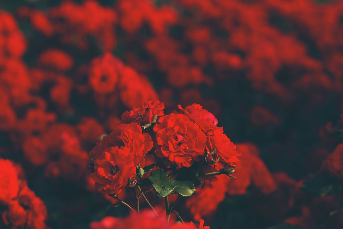 LitroMagazine's tweet image. What does it mean to reclaim yourself after devastation? Read this week's #Tuesdaytales deeply moving The Unfading Inscriptions bit.ly/49a6rIR by Anagha Unni via @LitroMagazine