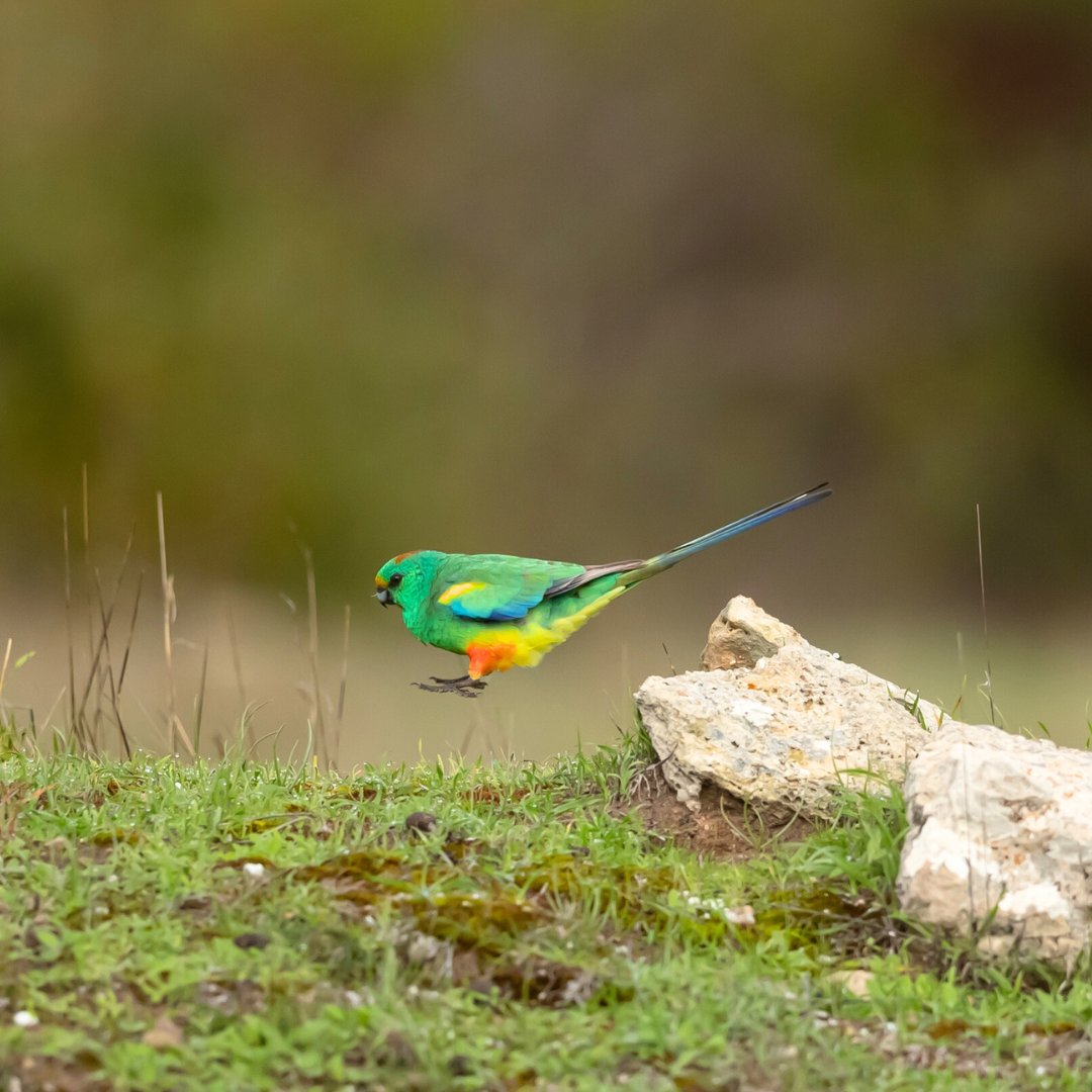 BirdLife Australia tweet media