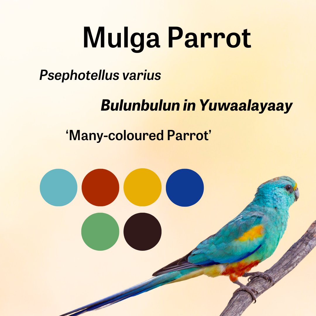 🦜The Mulga Parrot is our #BirdOfTheWeek!

This vibrant parrot is often mistaken for the Red-rumped Parrot, but the male stands out with its red belly and yellowish forehead stripe.

Found in semi-arid and arid zones across Aus🦜

📸Greg Norman, Bill Harding &amp; John Barkla