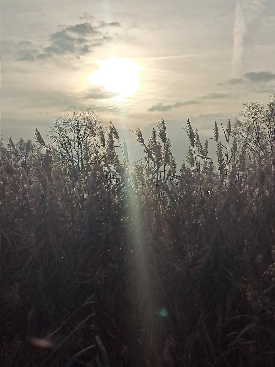 KeesSlot's tweet photo. Lovely day to every body. #diverkees #zon #kampen #sunshine https://t.co/qTZV4sIH1d