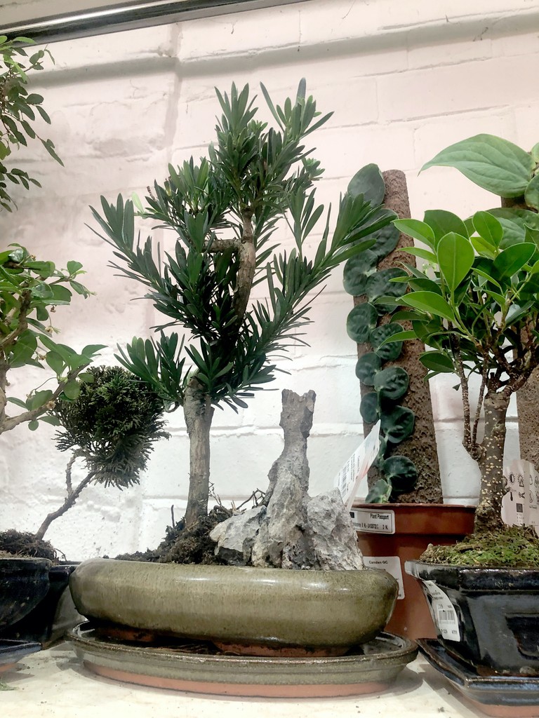 camdengardencen's tweet photo. Big it isn’t. Beautiful #bonsai are #greatforgifts – we have an extensive range of #littletrees plus specialist #tools #books #feeds & #soils
#gardencentre #since1983 #socialenterprise #camdentown #gardenlovers #trainingandemploymentopportunities #house_plant_community https://t.co/OEVRw4WaaL