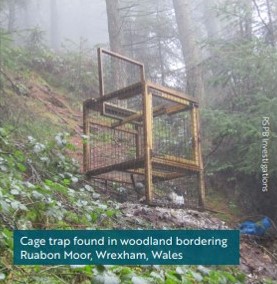 RaptorPersUK's tweet image. Ruabon Moor gamekeeper prosecution - why the case was discontinued.

raptorpersecutionuk.org/2024/11/26/rua…