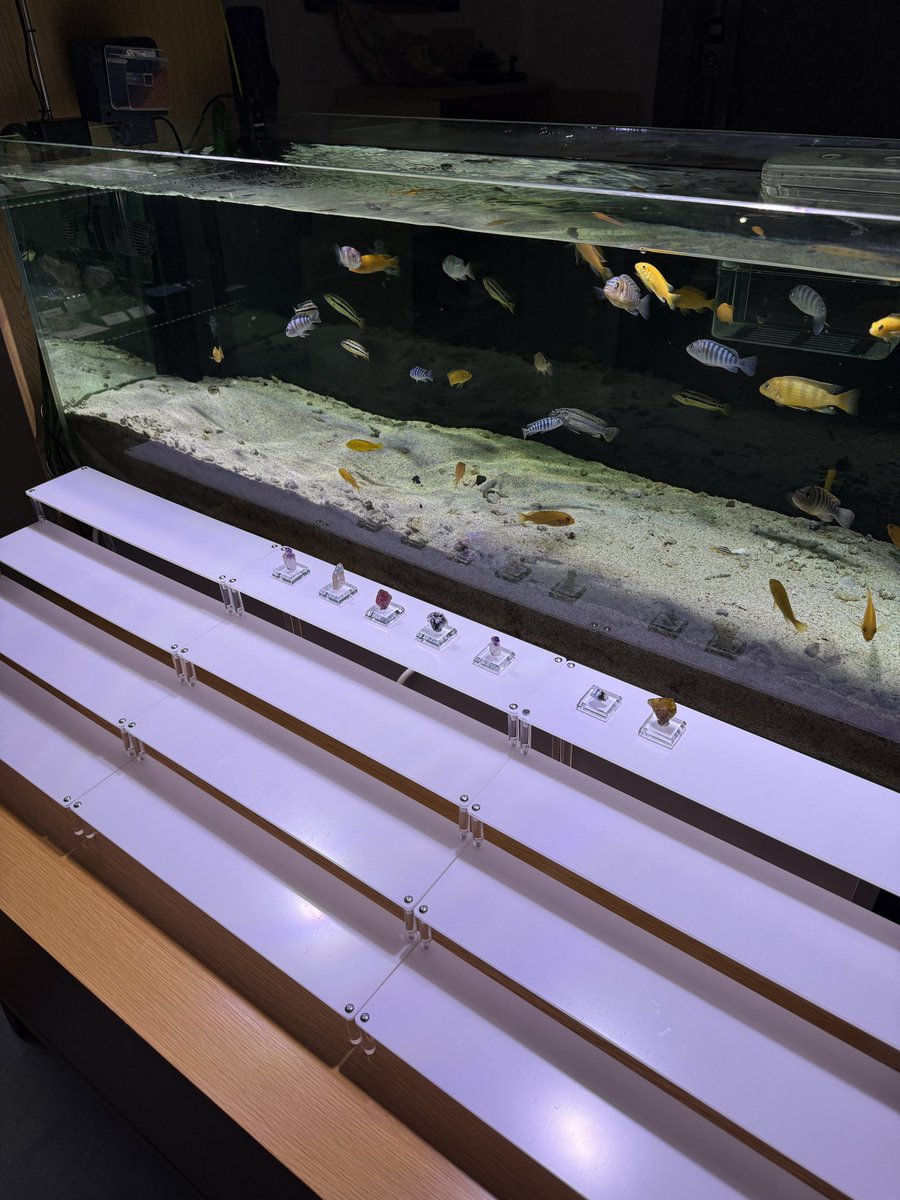 fossilmormotekr's tweet photo. New display! #RUPEUS https://t.co/L6TlO8WoDt