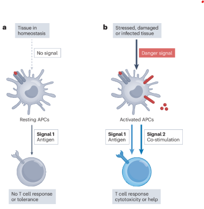 To mark 30 years after Polly Matzinger first introduced the 'danger theory', Kroemer, Zitvogel and colleagues discuss its molecular foundations and propose an extended version. Read rdcu.be/d1uQN