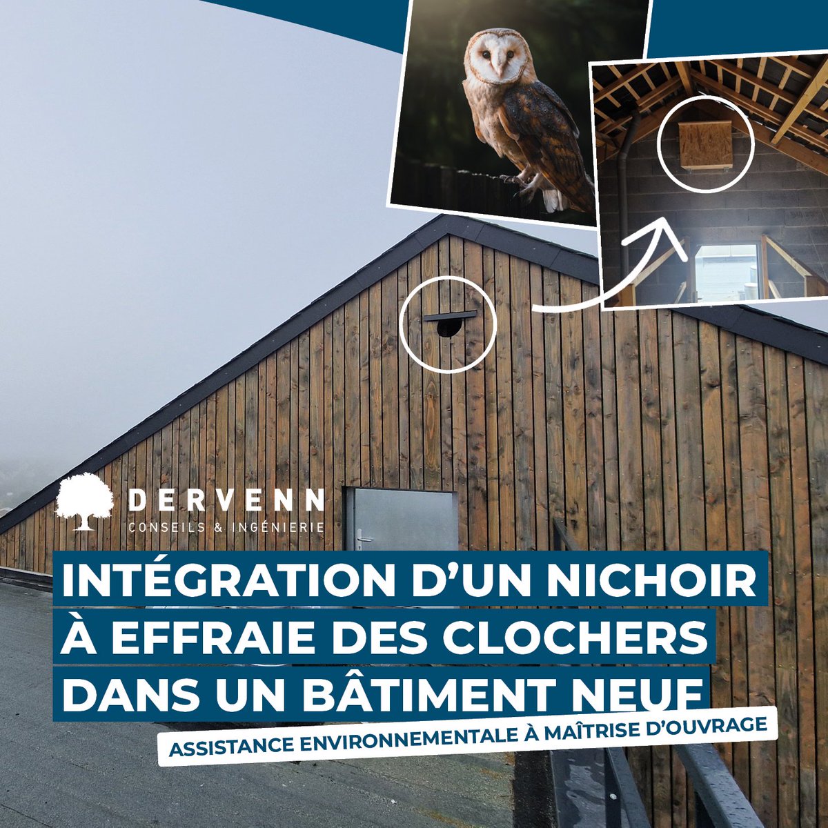 Dans le cadre de la construction de logements, entrainant la démolition d'un hangar abandonné utilisé par l'Effraie des clochers, nous sommes intervenus pour accompagner la compensation de cette destruction d'habitat, par l'installation d'un nichoir dans le nouveau bâtiment.