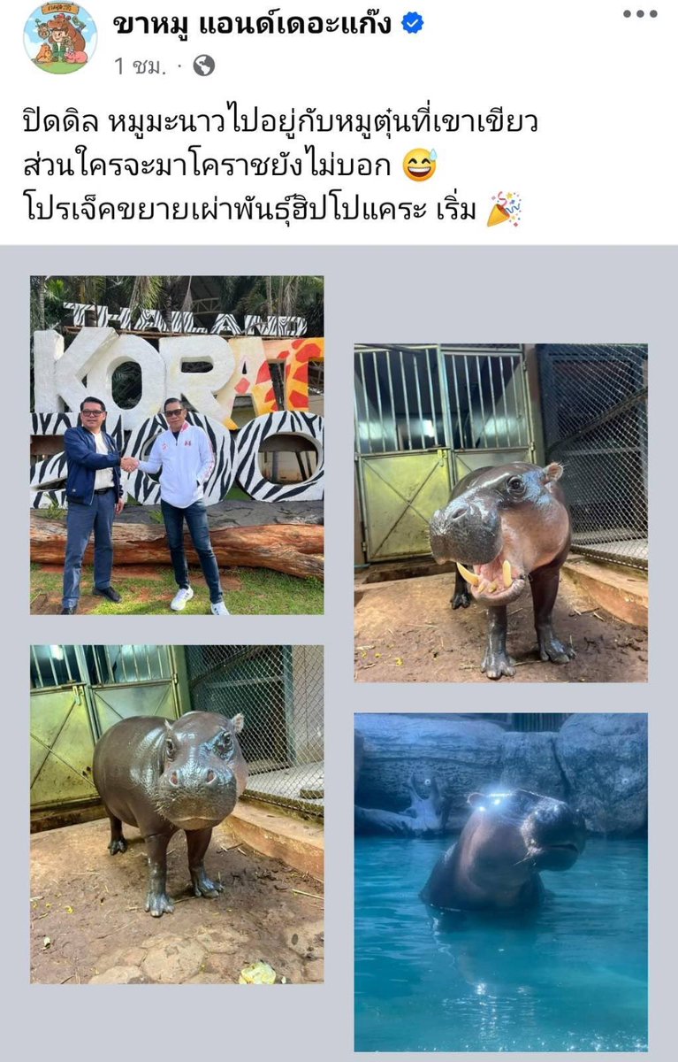 MoomanowSOL's tweet photo. The "Pork and the Gang" page revealed the potential bride of "Moo Tun", the adorable hippo from Khao Kheaw Zoo, stating: "Let's take a look at Moo Tun's potential bride, Little pygmy​ hippo "MooManow" from Korat Zoo." Fans rushed to comment, praising her slim face, long legs, and perfect posing.

#DwarfHippo #pygmyhippo #moomanowsol 
#moodeng​ #AVA​

🔥🔥MooManow🔥🔥
👇Contract address 👇
DtqfhxXrkgb4W8pnm5uuuenuhtChfwpMVPCqvHfupump