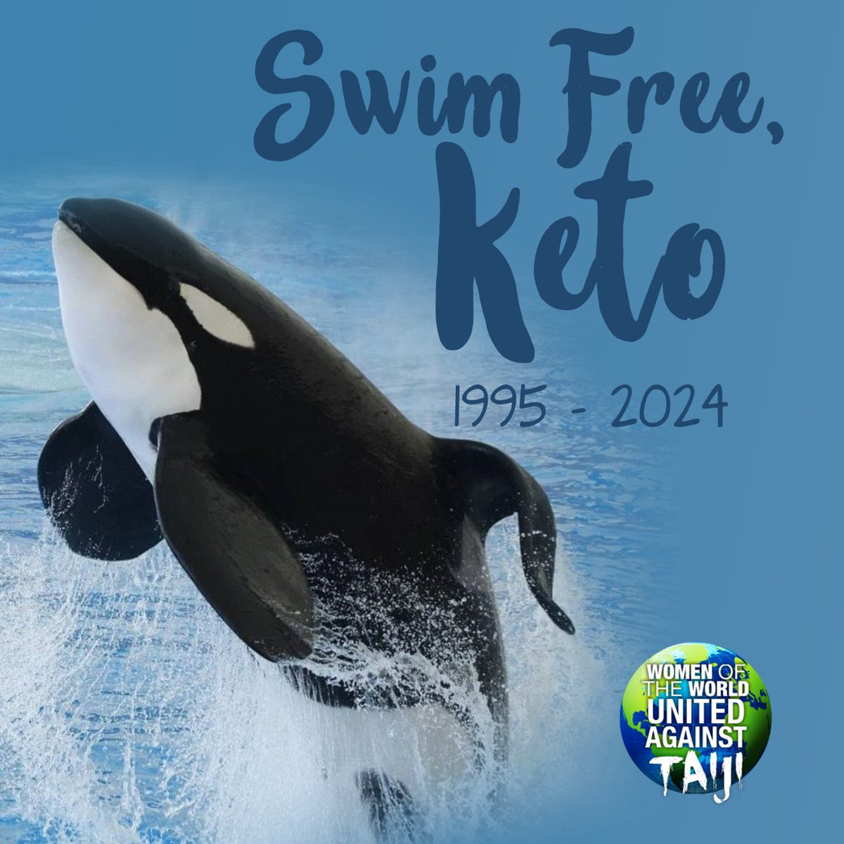 Another Orca dies in captivity, rest in peace Keto, we will continue to speak out against cetacean captivity until all tanks are empty and all species are free 🙏🏻💙  🌎 Web: wowvstaiji.com🦋 💚 Sister Site: WOW4change.com🐬 Instagram: instagram.com/wowvstaiji