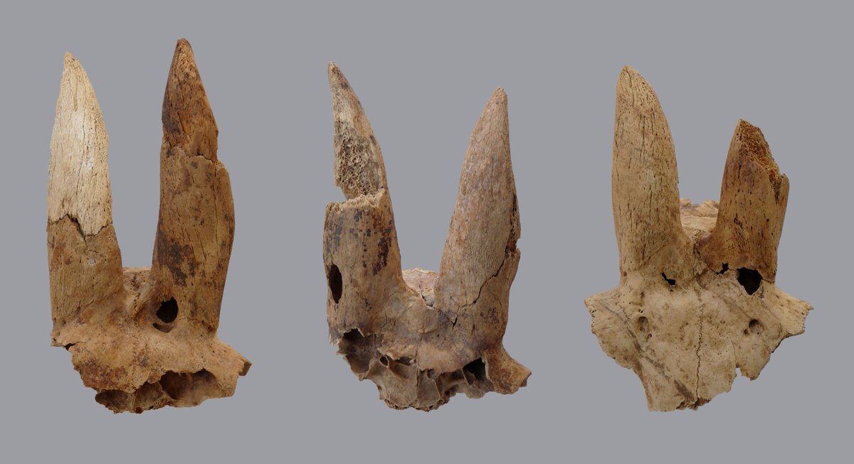 #sciencenews Les anciens Égyptiens déformaient les cornes de moutons. Ils forçaient les cornes en tire-bouchon, qui poussent naturellement vers les côtés, à se dresser vers le haut. naturalsciences.be/fr/science/act… #naturalsciencesbelgium #hierakonpolis #Egypte