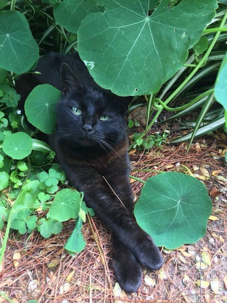 blackscats's tweet photo. https://t.co/oJ1AgeTsBh