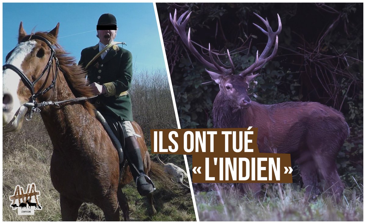 AVA France tweet media