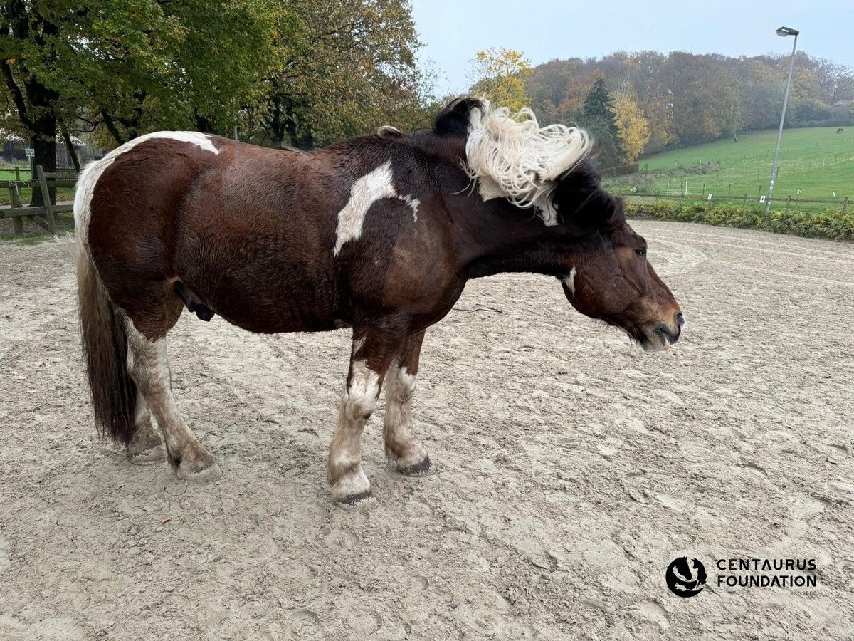 centaurus_found's tweet photo. Neptune 🤍 adopted two years ago – now living in North Rhine-Westphalia. And it seems like he's quite enjoying his new spot 😉 https://t.co/6Pg2OJF4KE