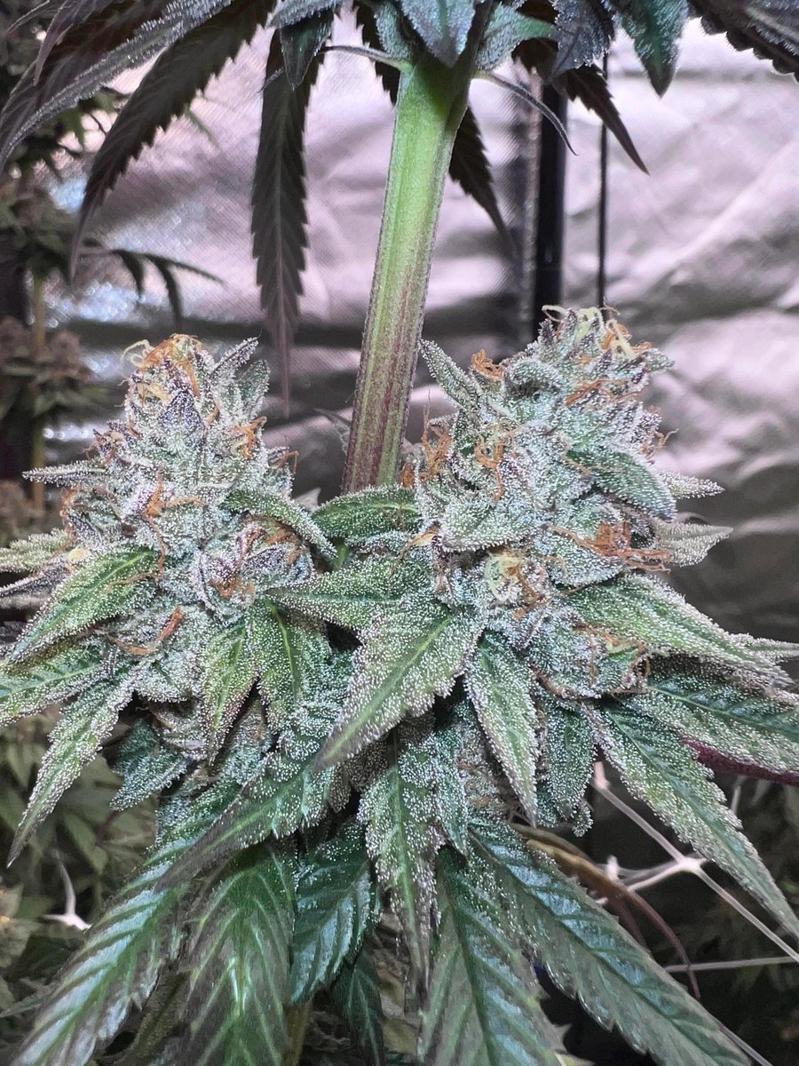 medicgrow's tweet photo. Smart-8 delivers stunning results! πΏβ¨
Check out this beautyβvibrant, healthy, and thriving under the perfect glow. Ready to grow like a pro? π
#MedicGrow #Smart8 #GrowLights https://t.co/SNhkW15wBD