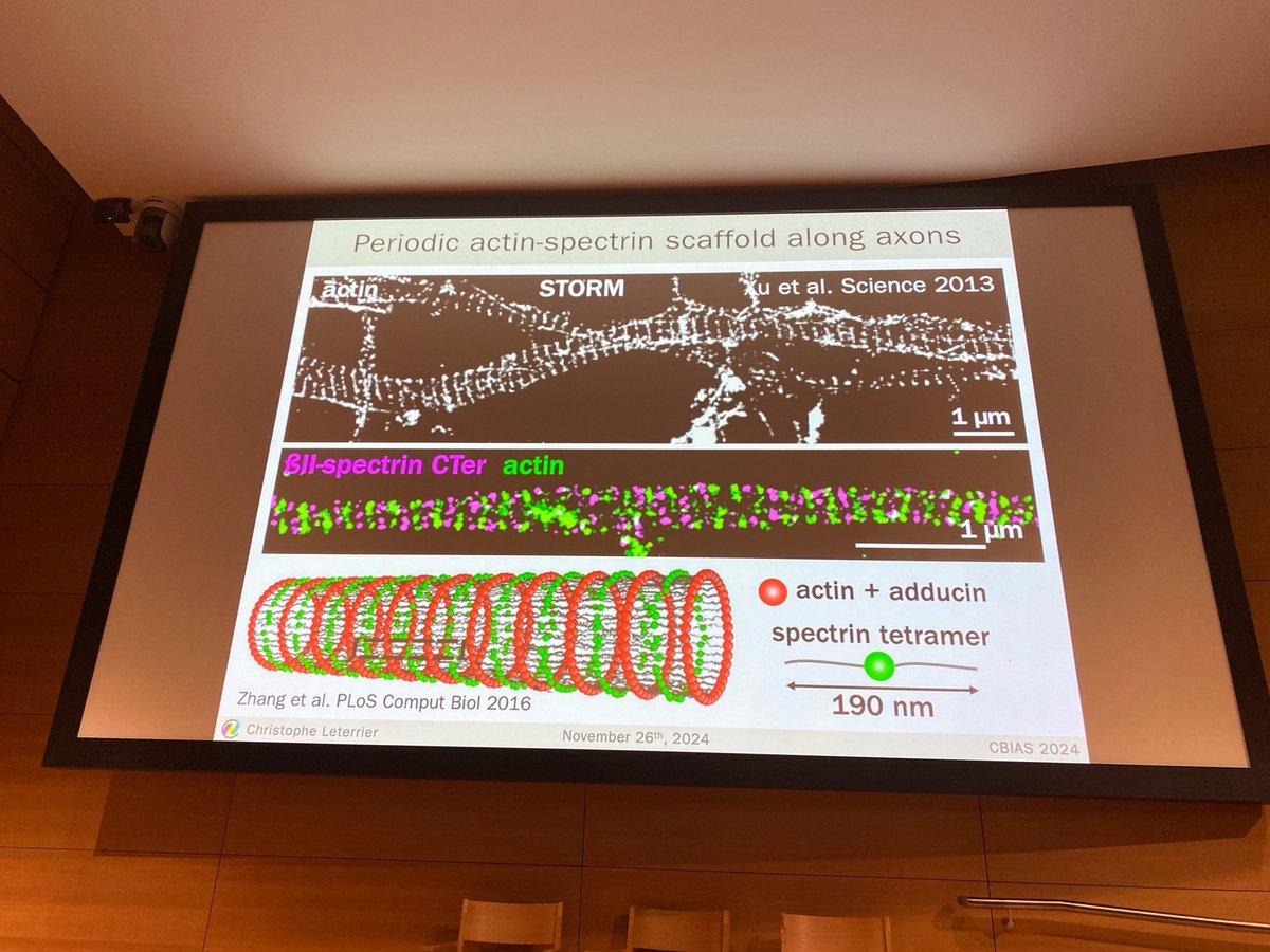 First session of the second day of #CBIAS2024 chaired by <a href="/Olatznv/">Olatz</a> introducing the first speaker of the day <a href="/christlet/">Christophe Leterrier</a> who is looking at the axonal cytoskeleton with single molecule localisation and correlative microscopy