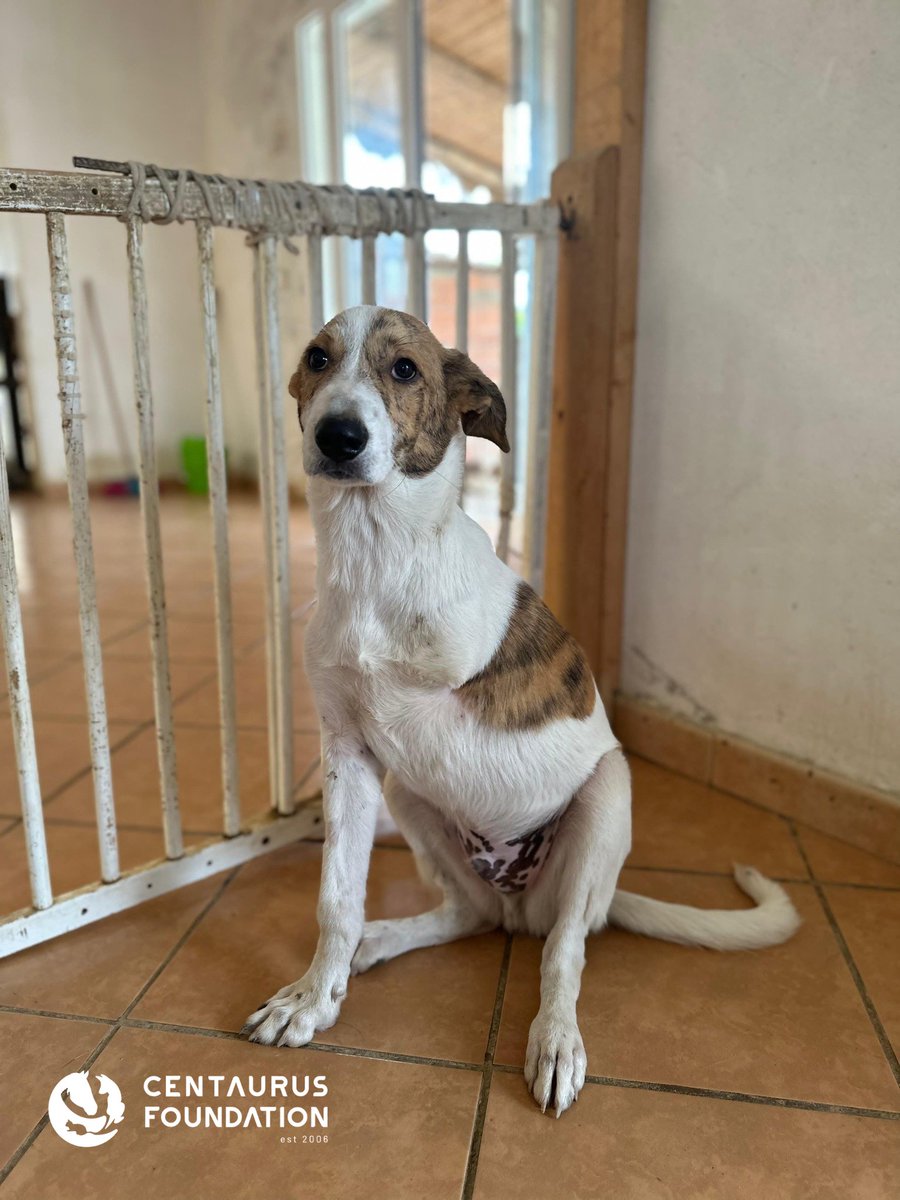 centaurus_found's tweet photo. Greetings from Einstein in Morocco! 🐾 It's been a while since you first got to know him.

From the bottom of our hearts, we want to thank you, because without you, he wouldn't have had any chance at all. 💖

We’re helping many animals in Morocco, and Einstein is one of them. His story is a huge success – a success made possible thanks to you!

A hundred times thank you, and as a special treat, we're sharing a little photo session of this lucky guy. It's thanks to your support that Einstein has become a true symbol of hope and new beginnings! ❤